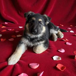 Black and Tan Male 1 - Black and tan male German Shepherd puppy in Tafton, Pennsylvania from Pocono GSD