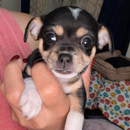 Bubbles - Black and white female Chihuahua puppy in Palm Coast, Florida from Fiesta Pups