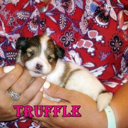 Truffle- chw sable merle female - White and sable merle female Shetland Sheepdog puppy in Frazeysburg, Ohio from Mountain High Kennels
