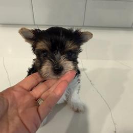 Flynn - Black tan and white male Biewer Terrier puppy in Cartersville, Georgia from Alpha Tiny Paws
