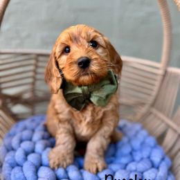 Pugsley - Caramel male Australian Labradoodle puppy in Morgan Hill, California from Loving Labradoodle