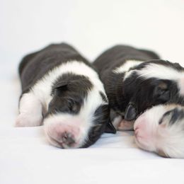 Australian Shepherd Puppies from Saddle Peak Aussies