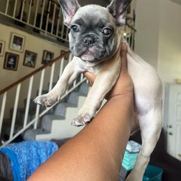 Rollie - Fawn male French Bulldog puppy in Antioch, California from Wrinklez N Pawz Frenchies