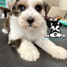 Pepper girl - Salt and pepper female Miniature Schnauzer puppy in Kaufman, Texas from KK’s Krazy Kennels