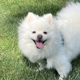 Honey - Pomeranian