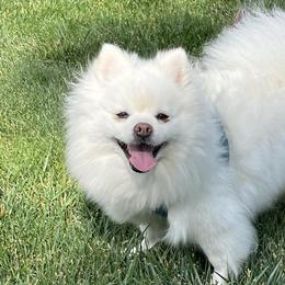 Honey - Pomeranian