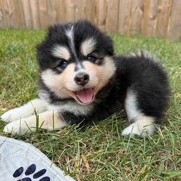 Woodrow Call - Black and white male Pomsky puppy in Blue Earth, Minnesota from Blue Sky Pomsky