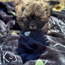 Shih Tzu and Shorkie Puppies from Shorkie & Shih Tzu Haven