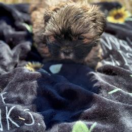 Shih Tzu and Shorkie Puppies from Shorkie & Shih Tzu Haven