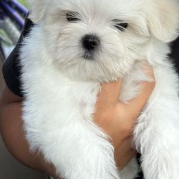 Boy - White male Maltese puppy in Charlotte, North Carolina from Toy Poodle and Maltese Perfection