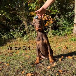 Yellow - Red and rust female Doberman Pinscher puppy in Knox, Indiana from Double River Dobermans