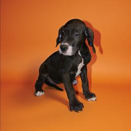 Eileen - Mantle female Great Dane puppy in Walker, Louisiana from La Rebel Danes