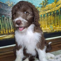 Seraphina - Brown and white female Aussiedoodle puppy in Grand Saline, Texas from Aussies Acre