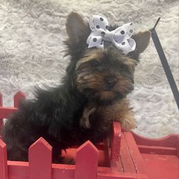 Tito - Black and tan male Yorkshire Terrier puppy in Parma Heights, Ohio from Yorkie Darlings ANGELHEARTS YORKIES