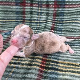 Miracle- fluffy coat - Brindle merle and white female American Corgi puppy in Waskom, Texas from Piney Woods Corgis