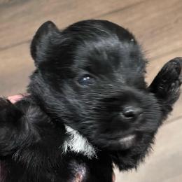 Stormy - Black male Miniature Schnauzer puppy in Interlachen, Florida from Pam's Schnauzers