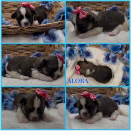 ALORA - AKC - Chocolate sable female Havanese puppy in Verden, Oklahoma from Holcombs Puppy Ranch