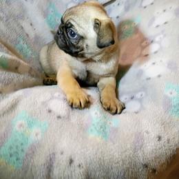 Fawn boy - Fawn male Pug puppy in Fall Creek, Wisconsin from Heartville Pugs