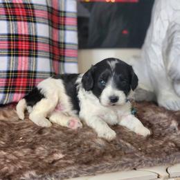 Meet Patches :) - Black and white male Cavapoo puppy in Centerville, Iowa from Barnyard Dachshunds, Dals & Doodles