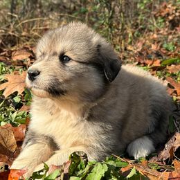 Puppy ID 1018258 - White and tan male Great Pyrenees puppy in Leicester, North Carolina from Randall Glen Pyrenees
