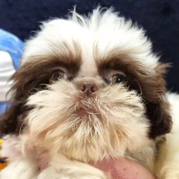 ARCHIBALD - Liver and white male Shih Tzu puppy in Candler, North Carolina from Pup-Tzu WNC