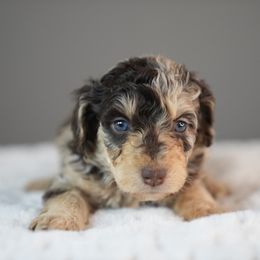 Twill - Brown and white male Bernedoodle puppy in Caldwell, Idaho from Boise Doodle Co.