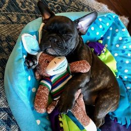 French Bulldogs from Mama’s Frenchie Babies