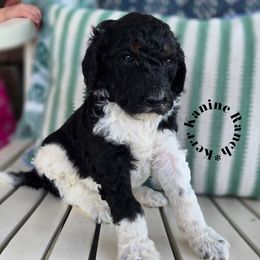 Jasper - Parti male Poodle puppy in Ashton, Idaho from Kerr Kanine Ranch