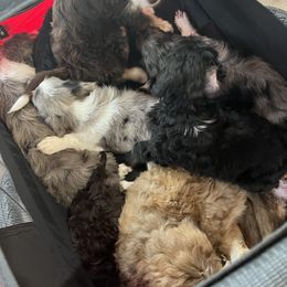 Aussiedoodle Puppies from A Dose Of Doodle