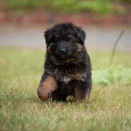 German Shepherd Puppies from Crescent Lake Shepherds