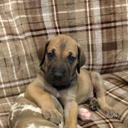 Gucci - Fawn male Great Dane puppy in Aldie, Virginia from High Point Mountain Danes