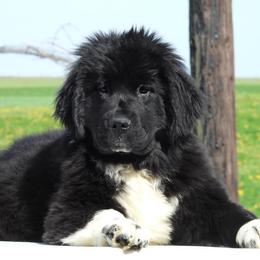 Newfoundland Puppies from Newfforu