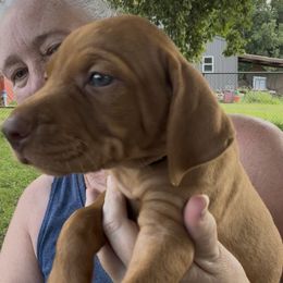 6th pick Boy - Red golden male Vizsla puppy in Boaz, Alabama from MountainTop Vizslas