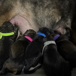 Purple collar - Sable female German Shepherd puppy in Prospect, Connecticut from Di Massimo Canile