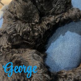 Goldendoodle Puppies from AZ Stickerdoodles