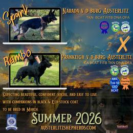 German Shepherd puppies from Austerlitz German Shepherds