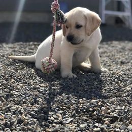 Labrador Retriever puppies from Ruby Mountain Labradors