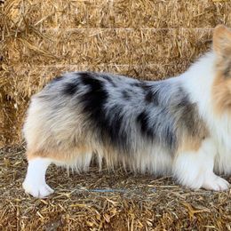 Hawkeye - American Corgi
