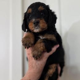 Bali - Tri-color female Bernedoodle puppy in Mc Gaheysville, Virginia from Doting Doodles