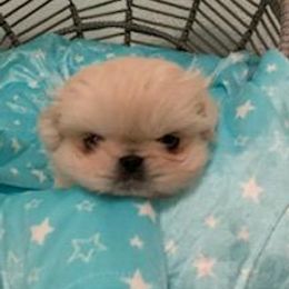Pekingese Puppies from Sunny's Legacy Pekingese