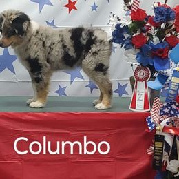 Columbo - Blue merle Miniature Australian Shepherd puppy in Hartselle, Alabama from ELSRi’s Crimson Cross Mini Aussies