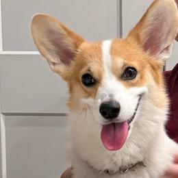 Summer - Pembroke Welsh Corgi