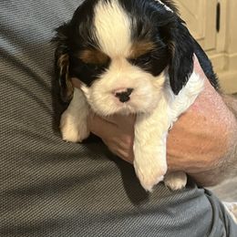Girl 1 - Tri-color female Cavalier King Charles Spaniel puppy in Woodruff, Wisconsin from Cutesy Cavaliers