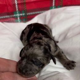 Otis - Blue male Pyredoodle puppy in Willacoochee, Georgia from Kitandkboodle's Doodles