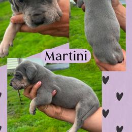 Martini - Blue female Great Dane puppy in Wellsville, New York from Prophecy Danes