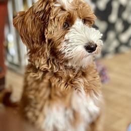 Australian Labradoodle Puppies from Cascade Canyon Labradoodles
