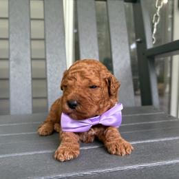 Lafayette - Red  male Goldendoodle puppy in Camden, North Carolina from Oopsie Doodles of NC