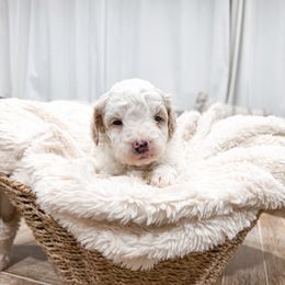 Yellow - Black tri-color male Aussiedoodle puppy in Slc, Utah from Timp Doodles