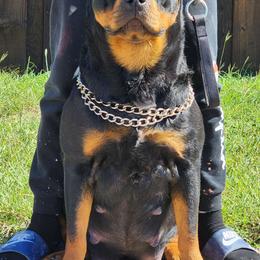 Twenty-Two - Rottweiler
