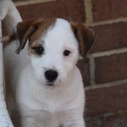 Pia Girl - White and tan female Russell Terrier puppy in Middletown, Virginia from DBF Russell Terriers
